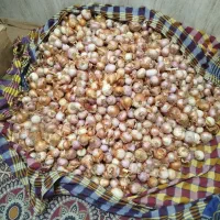 پیاز محلی