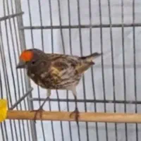 گلبسر جفتی قناری جوجه قفس