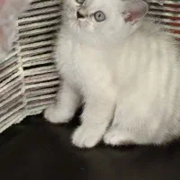 برتیش سیلور