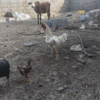 خروس لاری