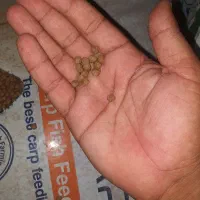 خوراک ماهی کپور