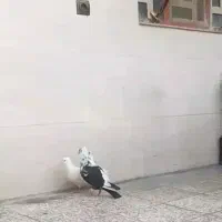 کبوتر