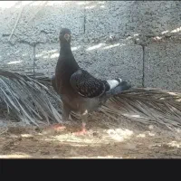 کبوتر