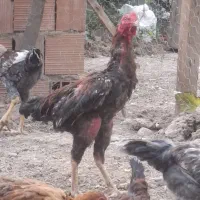 خروس لاری