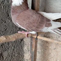 کبوتر پرشی یکجا یک تومن