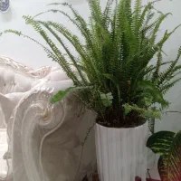 گل سرخی سالم ریشه سالم