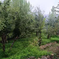 خانه ی جنگلی در محیط دنج و آرام لفور گالشکلا