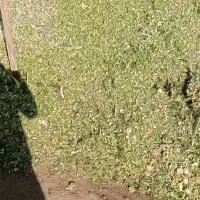 ذرت پردان برداشت باخودرو