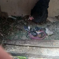 مرغ جوان و ۷ جوجه