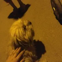 سگ جهت کشکش
