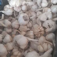 سیر دو  در کوار