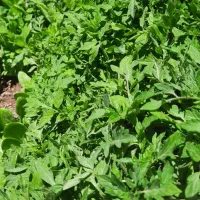 نشا گوجه فرنگی شتل