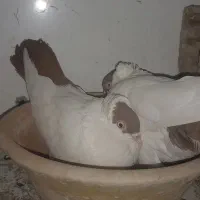کبوتر   هلمت
