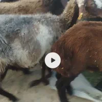 گوسفند میش بره
