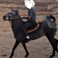 مادیان عرب