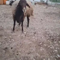 فروش میش و قوچ و بره نر از ۳۰ تا ۱۳۰ کیلو