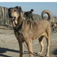 سگ سرابی