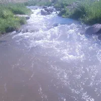 همنورد