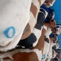 به صورت گلچین شده از میدان دام دامداری