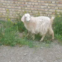 دوعددبزگاره زرنگ