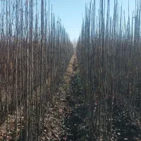 نهال گردو ژنوتیپ