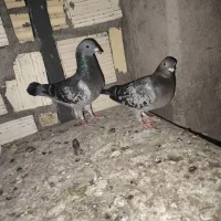 پلاکی|پرنده|دوگنبدان, |دیوار