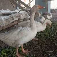 غاز چاق بالغ*