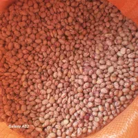 لوبیا چیتی دستچین