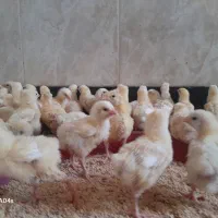 جوجه مرغ گوشتی نژادراس