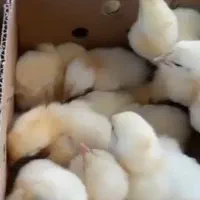 فروش جوجه یک روزه گوشتی نژاد ارین