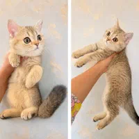 بیریتیش ماده خانگی