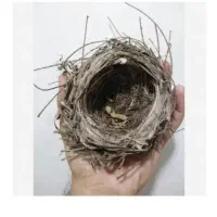 قناری باغی