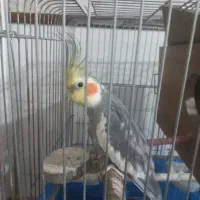 عروس هلندی مست