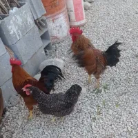مرغ و خروس