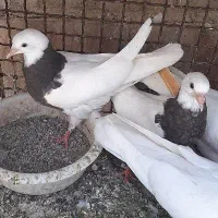 ۲عدد جوجه طوقی پاک پاک