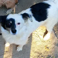 سگ اشپیتز نر