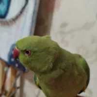طوطی ملنگو نر گمشده