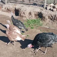 بوقلمون|حیوانات مزرعه|محمدیه-قزوین, |دیوار