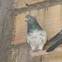 کبوتر