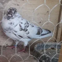 سه عدد کبوتر