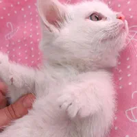 بچه گربه|گربه|اسفراین, |دیوار