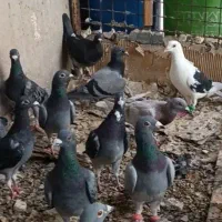کفتر بوم 50 عدد