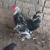 خروس گلین