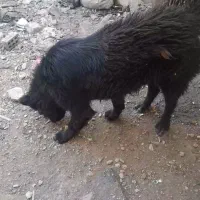 واگزاری سگ نرو لاس گله ای