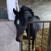 اسب نریان عرب مصری