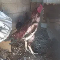 مرغ و خروس لاری