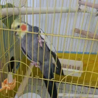 عروس هلندی نر بالغ ومست