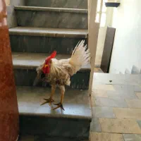 خروس 6 ماهه مناسب نگهداری و قربانی