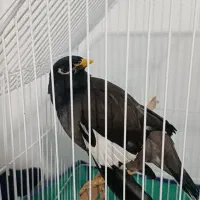 مرغ مینا سخنگوهشت ماه