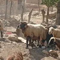نذلغر|حیوانات مزرعه|لوداب, |دیوار
